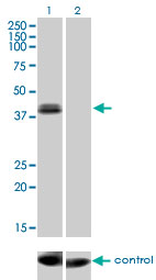 OTX1 Antibody - Western blot analysis of OTX1 over-expressed 293 cell line, cotransfected with OTX1 Validated Chimera RNAi (Lane 2) or non-transfected control (Lane 1). Blot probed with OTX1 monoclonal antibody (M01), clone 1F2 . GAPDH ( 36.1 kDa ) used as specificity and loading control.