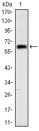 OTX2 Antibody - Western blot using OTX2 monoclonal antibody against human OTX2 (AA: 40-297) recombinant protein. (Expected MW is 65 kDa)
