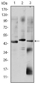 OTX2 Antibody - Western blot using OTX2 mouse monoclonal antibody against HepG2 (1), Jurkat (2), and NTERA-2 (3) cell lysate.