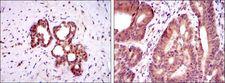 OTX2 Antibody - OTX2 Antibody in Immunohistochemistry (IHC)