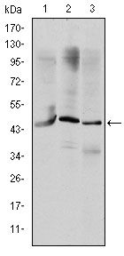 OTX2 Antibody - OTX2 Antibody in Western Blot (WB)