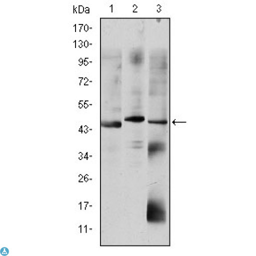 OTX2 Antibody - Western Blot (WB) analysis using OTX2 Monoclonal Antibody against HepG2 (1), Jurkat (2), and NTERA-2 (3) cell lysate.