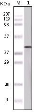 Ovalbumin Antibody - Western blot of OVA mouse mAb against OVA protein.