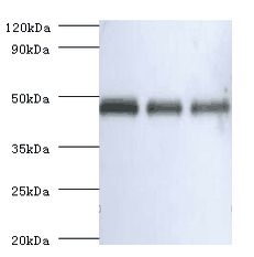Ovalbumin Antibody - western blot All lanes: Ovalbumin antibody at 2 ug/ml + Ovalbumin Lane 1: Ovalbumin at 1: 4000. Lane 2: Ovalbumin at 1: 8000. Lane 3: Ovalbumin at 1:16000. Secondary antibody: goat polyclonal to rabbit at 1:10000 dilution.  This image was taken for the unconjugated form of this product. Other forms have not been tested.