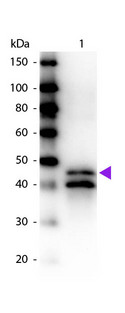 Ovalbumin Antibody - Western blot of Biotin conjugated Rabbit Anti-Ovalbumin primary antibody. Lane 1: Ovalbumin. Lane 2: None. Load: 50 ng per lane. Primary antibody: Ovalbumin biotin conjugated primary antibody at 1:1,000 for 60 min at RT. Secondary antibody: Peroxidase streptavidin secondary antibody at 1:40,000 for 30 min at RT. Blocking: MB-070 for 30 min at RT. Predicted/Observed size: 45 kDa, 45 kDa for Ovalbumin. Other band(s): Ovalbumin splice variants and isoforms.