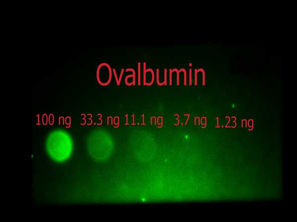 Ovalbumin Antibody - Dot Blot of rabbit anti-Ovalbumin (Hen Egg White) Fluorescein Conjugated. Antigen: Ovalbumin. Load: 100 ng, 33.3 ng, 11.1 ng, 3.7 ng, 1.23 ng as indicated. Primary antibody: N/A Secondary antibody: Rabbit anti-Ovalbulmin (Hen Egg White) antibody Fluorescein Conjugated 1:1,000 for 60 min at RT. Block: Blocking Buffer for Fluorescent Western Blotting (MB-070) for 1 hour at RT.
