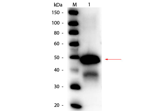 Ovalbumin Antibody - Western Blot of rabbit anti-Ovalbumin Peroxidase Conjugated Antibody. Lane 1: Ovalbumin (Hen Egg). Load: 50 ng per lane. Primary antibody: Rabbit anti-Ovalbumin Peroxidase Conjugated Antibody at 1:1,000 overnight at 4°C. Secondary antibody: none Block: MB-070 for 30 min at RT. Predicted/Observed size: 43 kDa, 43 kDa for Ovalbumin. Other band(s): Ovalbumin splice variants and isoforms.