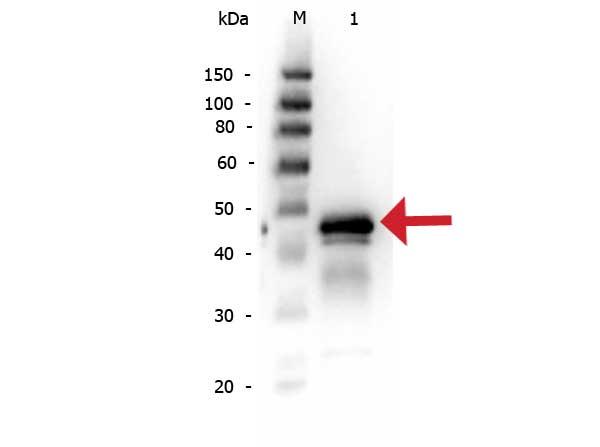 Ovalbumin Antibody - Western Blot of Rabbit anti-OVALBUMIN (Hen Egg White) antibody. Lane 1: Reduced Ovalbumin. Load: 50 ng. Primary antibody: Ovalbumin antibody at 1:1,000 overnight at 4°C. Secondary antibody: Peroxidase rabbit secondary antibody at 1:40,000 for 30 min at RT.
