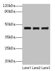 Ovalbumin Antibody - Western blot All lanes: Ovalbumin antibody at 2µg/ml + Ovalbumin Lane 1: Ovalbumin at 1: 4000 Lane 2: Ovalbumin at 1: 8000 Lane 3: Ovalbumin at 1: 16000Secondary Secondary Goat polyclonal to rabbit IgG at 1/10000 dilution Predicted band size: 46 kDa Observed band size: 46 kDa