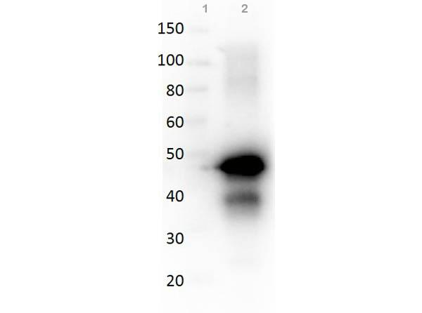 Ovalbumin Antibody - Western Blot of Rabbit anti-OVALBUMIN (Hen Egg White) antibody. Lane 1: Molecular Weight. Lane 2: Reduced Ovalbumin. Load: 50 ng. Primary antibody: Ovalbumin antibody at 1:1,000 overnight at 4°C. Secondary antibody: Peroxidase rabbit secondary antibody at 1:40,000 for 30 min at RT.