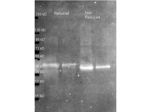 Ovalbumin Antibody - Western blot of Biotin conjugated Rabbit Anti-Ovalbumin primary antibody. Lane 1: Ovalbumin. Lane 2: None. Load: 50 ng per lane. Primary antibody: Ovalbumin biotin conjugated primary antibody at 1:1,000 for 60 min at RT. Secondary antibody: Peroxidase streptavidin secondary antibody at 1:40,000 for 30 min at RT. Blocking: MB-070 for 30 min at RT. Predicted/Observed size: 45 kDa, 45 kDa for Ovalbumin. Other band(s): Ovalbumin splice variants and isoforms. This image was taken for the unconjugated form of this product. Other forms have not been tested.