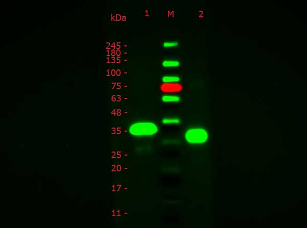 Ovalbumin Antibody - SDS of Fluorescein conjugated Rabbit anti-Ovalbumin (Hen Egg white) antibody. Lane 1: Non-Reduced Ovalbumin. Lane 2: Opal Pre-stained Ladder (MB-210-0500). Lane 3: Reduced Ovalbumin. Load: 0.05 µg per lane. Primary antibody: none. Secondary antibody: Fluorescein Rabbit anti-Ovalbumin antibody at 1:1,000 for 60 min at RT. Predicted/Observed size: ~35 kDa.
