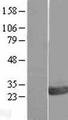 OVCA2 Protein - Western validation with an anti-DDK antibody * L: Control HEK293 lysate R: Over-expression lysate