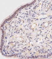 OVGP1 / Oviductin Antibody - OVGP1 Antibody (N-Term) staining OVGP1 in human fallopian tube tissue sections by Immunohistochemistry (IHC-P - paraformaldehyde-fixed, paraffin-embedded sections). Tissue was fixed with formaldehyde and blocked with 3% BSA for 0. 5 hour at room temperature; antigen retrieval was by heat mediation with a citrate buffer (pH6). Samples were incubated with primary antibody (1/25) for 1 hours at 37°C. A undiluted biotinylated goat polyvalent antibody was used as the secondary antibody.