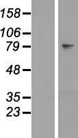 OVGP1 / Oviductin Protein - Western validation with an anti-DDK antibody * L: Control HEK293 lysate R: Over-expression lysate