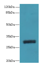 OVOL1 Antibody - Western blot. All lanes: OVOL1 antibody at 8 ug/ml+K54- whole cell lysate Goat polyclonal to rabbit at 1:10000 dilution. Predicted band size: 30 kDa. Observed band size: 30 kDa.
