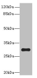 OVOL1 Antibody - Western blot All lanes: OVOL1 antibody at 8µg/ml + K562 whole cell lysate Secondary Goat polyclonal to rabbit IgG at 1/10000 dilution Predicted band size: 30 kDa Observed band size: 30 kDa