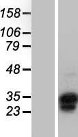 OVOL1 Protein - Western validation with an anti-DDK antibody * L: Control HEK293 lysate R: Over-expression lysate