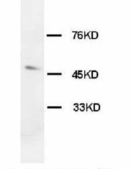 OX1R / Orexin Receptor 1 Antibody -  This image was taken for the unconjugated form of this product. Other forms have not been tested.