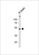OX1R / Orexin Receptor 1 Antibody - Western blot of lysate from human brain tissue lysate, using HCRTR1 antibody diluted at 1:1000. A goat anti-rabbit IgG H&L (HRP) at 1:10000 dilution was used as the secondary antibody. Lysate at 20 ug.