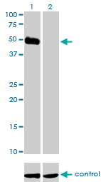 OX2R / Orexin Receptor 2 Antibody - Western blot analysis of HCRTR2 over-expressed 293 cell line, cotransfected with HCRTR2 Validated Chimera RNAi (Lane 2) or non-transfected control (Lane 1). Blot probed with HCRTR2 monoclonal antibody (M01), clone 1E3 . GAPDH ( 36.1 kDa ) used as specificity and loading control.