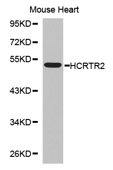 OX2R / Orexin Receptor 2 Antibody - Western blot analysis of extracts of mouse heart cell line, using HCRTR2 antibody.