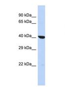 OXA1L / OXA1 Antibody - Western blot of Human HepG2. OXA1L antibody dilution 1.0 ug/ml.  This image was taken for the unconjugated form of this product. Other forms have not been tested.