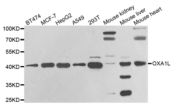 OXA1L / OXA1 Antibody - Western blot analysis of extracts of various cell lines.