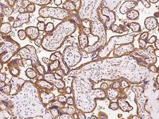 OXA1L / OXA1 Antibody - Immunochemical staining of human OXA1L in human placenta with rabbit polyclonal antibody at 1:100 dilution, formalin-fixed paraffin embedded sections.