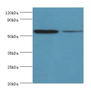 OXCT1 Antibody - Western blot. All lanes: OXCT1 antibody at 8 ug/ml. Lane 1: mouse heart tissue. Lane 2: mouse kidney tissue. Secondary antibody: Goat polyclonal to rabbit at 1:10000 dilution. Predicted band size: 56 kDa. Observed band size: 56 kDa.