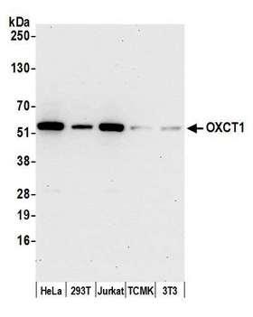 OXCT1 Antibody - Detection of human and mouse OXCT1 by western blot. Samples: Whole cell lysate (15 µg) from HeLa, HEK293T, Jurkat, mouse TCMK-1, and mouse NIH 3T3 cells prepared using NETN lysis buffer. Antibody: Affinity purified rabbit anti-OXCT1 antibody used for WB at 0.04 µg/ml. Detection: Chemiluminescence with an exposure time of 30 seconds.