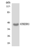 OXER1 Antibody - Western blot analysis of the lysates from HUVECcells using OXER1 antibody.