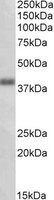 OXER1 Antibody - OXER1 antibody (1 ug/ml) staining of Human Lung lysate (35 ug protein/ml in RIPA buffer). Primary incubation was 1 hour. Detected by chemiluminescence.