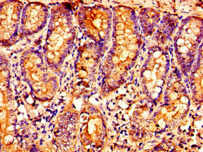 OXER1 Antibody - Immunohistochemistry image of paraffin-embedded human small intestine tissue at a dilution of 1:100
