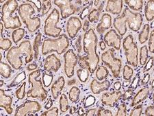 OXER1 Antibody - Immunochemical staining of human OXER1 in human kidney with rabbit polyclonal antibody at 1:300 dilution, formalin-fixed paraffin embedded sections.