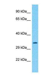 OXNAD1 Antibody - Western blot of Human HeLa. OXNAD1 antibody dilution 1.0 ug/ml.  This image was taken for the unconjugated form of this product. Other forms have not been tested.