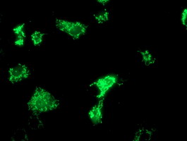 OXNAD1 Antibody - Anti-OXNAD1 mouse monoclonal antibody immunofluorescent staining of COS7 cells transiently transfected by pCMV6-ENTRY OXNAD1.