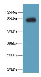OXR1 Antibody - Western blot. All lanes: OXR1 antibody at 1 ug/ml+ HeLa whole cell lysate Goat polyclonal to rabbit at 1:10000 dilution. Predicted band size: 85 kDa. Observed band size: 85 kDa.