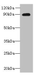 OXR1 Antibody - Western blot All lanes: OXR1 antibody at 1µg/ml + Hela whole cell lysate Secondary Goat polyclonal to rabbit IgG at 1/10000 dilution Predicted band size: 98, 94, 56, 28, 95, 34, 25 kDa Observed band size: 90 kDa