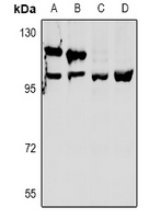 OXR1 Antibody - Western blot analysis of OXR1 expression in PC12 (A), AML12 (B), LO2 (C), SGC7901 (D) whole cell lysates.