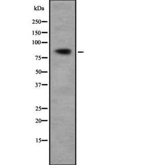 OXR1 Antibody - Western blot analysis Oxr1 using HepG2 whole cells lysates