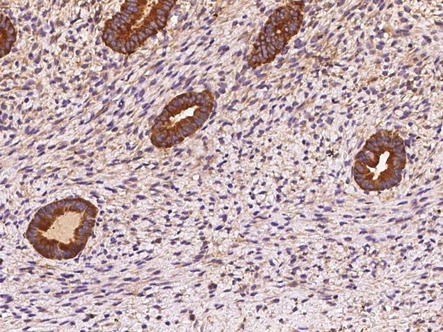 OXR1 Antibody - Immunochemical staining of human OXR1 in human corpus uteri with rabbit polyclonal antibody at 1:100 dilution, formalin-fixed paraffin embedded sections.