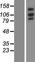 OXR1 Protein - Western validation with an anti-DDK antibody * L: Control HEK293 lysate R: Over-expression lysate