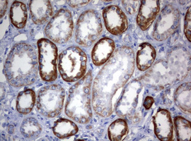 OXSM / KS Antibody - IHC of paraffin-embedded Human Kidney tissue using anti-OXSM mouse monoclonal antibody.