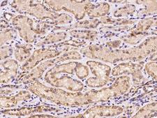 OXSM / KS Antibody - Immunochemical staining of human OXSM in human kidney with rabbit polyclonal antibody at 1:100 dilution, formalin-fixed paraffin embedded sections.