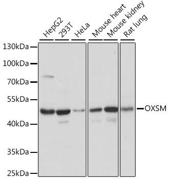 OXSM / KS Antibody - Western blot analysis of extracts of various cell lines using OXSM Polyclonal Antibody at dilution of 1:1000.