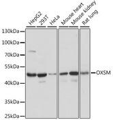 OXSM / KS Antibody - Western blot analysis of extracts of various cell lines using OXSM Polyclonal Antibody at dilution of 1:1000.
