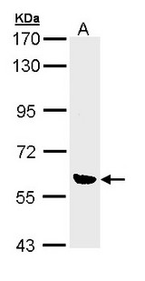 OXSR1 / OSR1 Antibody - Sample (30 ug of whole cell lysate). A:293T. 7.5% SDS PAGE. OXSR1 antibody diluted at 1:10000.