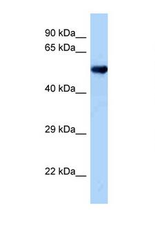 OXSR1 / OSR1 Antibody - OXSR1 antibody Western blot of Mouse Heart lysate. Antibody concentration 1 ug/ml.  This image was taken for the unconjugated form of this product. Other forms have not been tested.