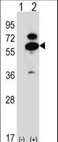 OXSR1 / OSR1 Antibody - Western blot of Oxsr1 (arrow) using rabbit polyclonal Mouse Oxsr1 Antibody. 293 cell lysates (2 ug/lane) either nontransfected (Lane 1) or transiently transfected (Lane 2) with the Oxsr1 gene.
